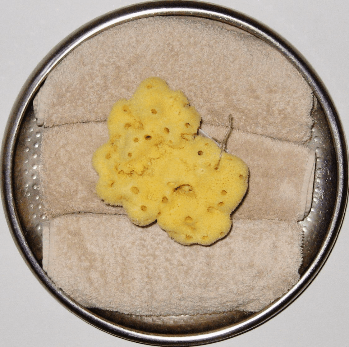 Dalmata Fina Sponges-Bleached-Medium