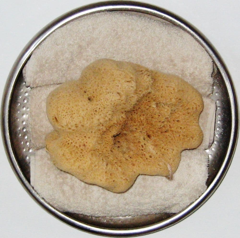 Natural unbleached Dalmata fina sponges [Brown colour] PureSponges
