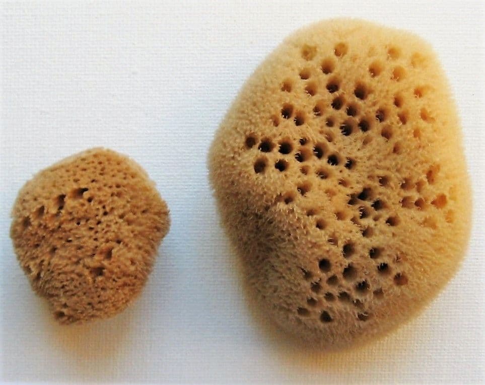 Unbleached PureSponges