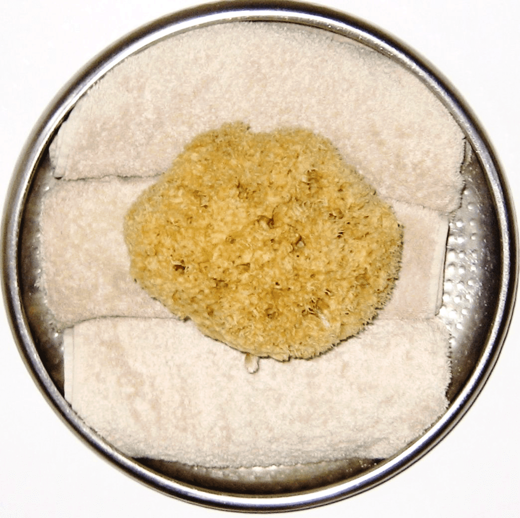 Honeycomb Sponges-Unbleached-Medium