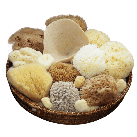 Natural Sea Sponges