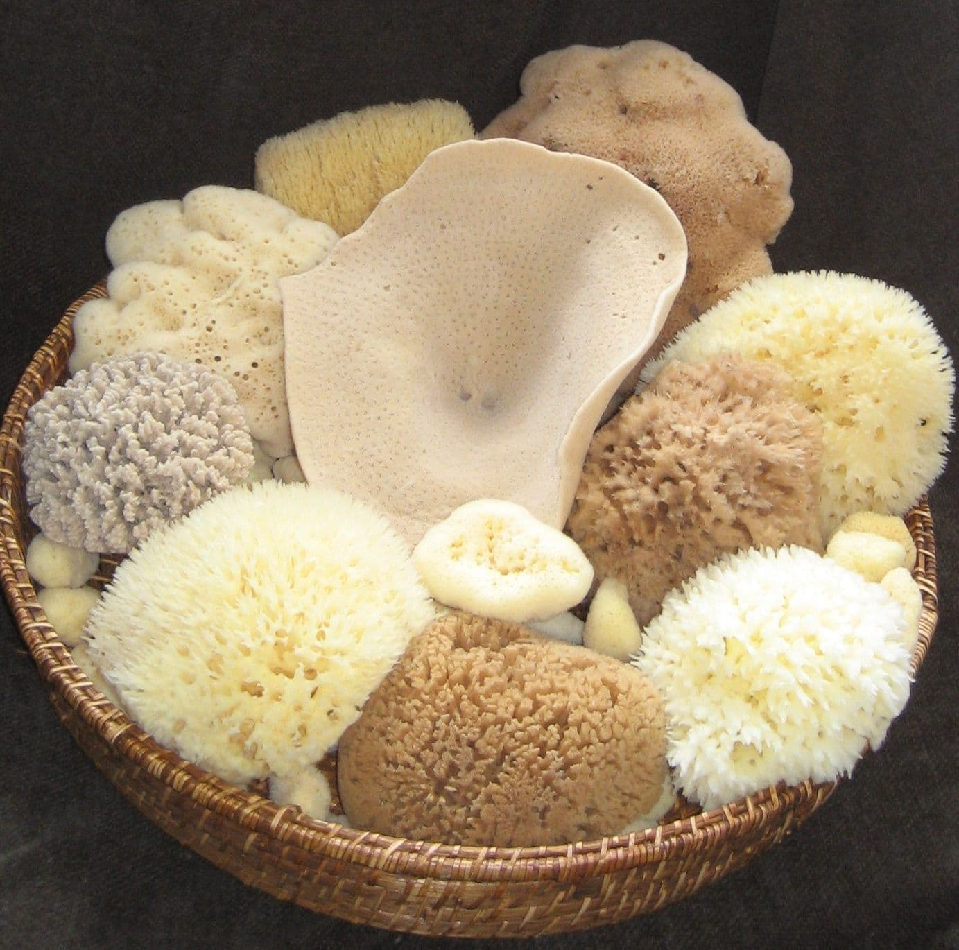 Natural Sea Sponges for Bathing Greek Mediterranean Large