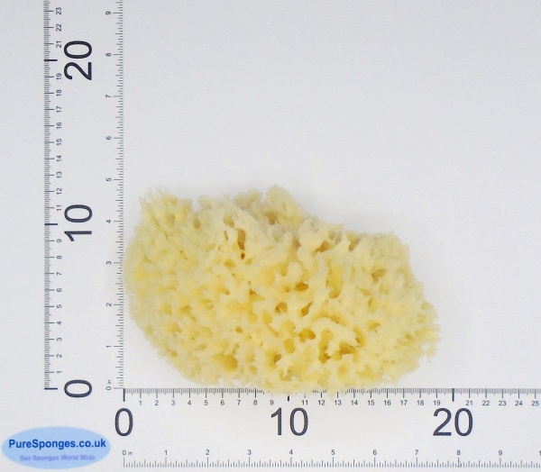 Sea Wool SpongesBleachedLarge PureSponges