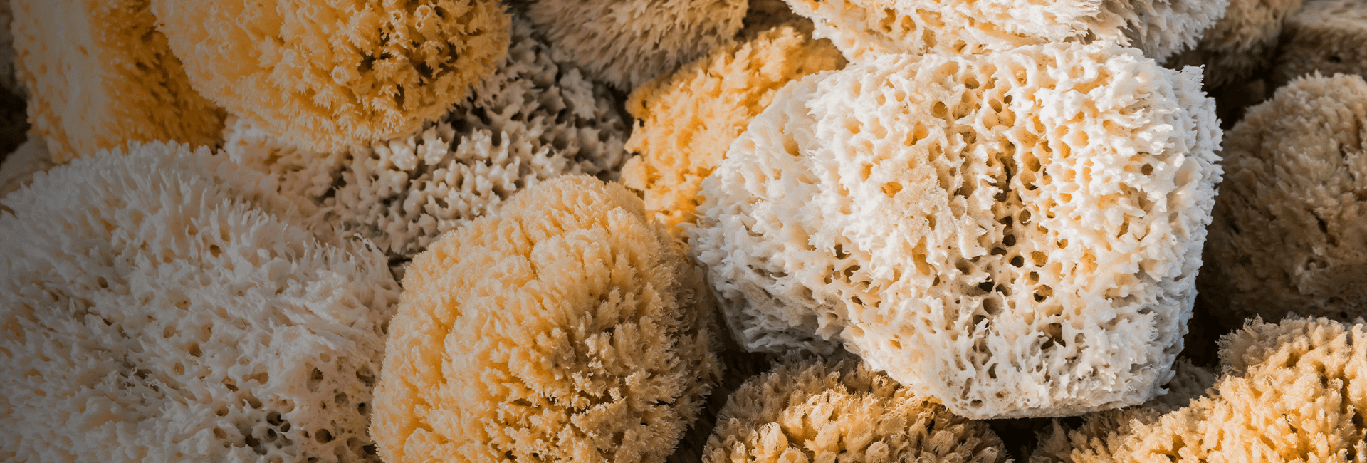 Natural Sea Sponges